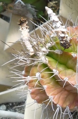Gymnocalycium stenopleurum