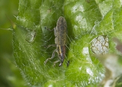 Epimeces