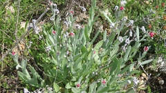 Helichrysum sanguineum