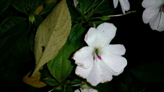 Impatiens hawkeri