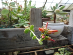 Echeveria harmsii