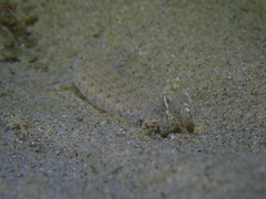 Hadrosquilla perpasta