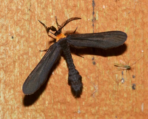 Zygaenidae image