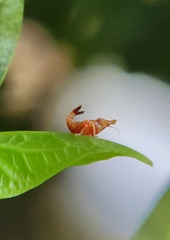 Hylicinae