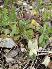 Vicia grandiflora