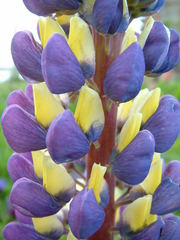 Lupinus × regalis