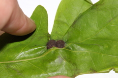 Neuroterus quercusirregularis