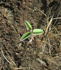 Ipomoea adenioides