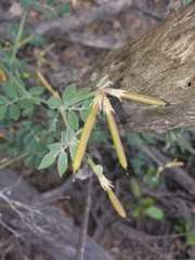 Acmispon grandiflorus grandiflorus