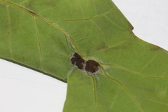 Neuroterus quercusirregularis