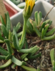 Rhinephyllum graniforme