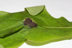 Neuroterus quercusirregularis