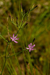 Lactuca inermis