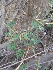 Acmispon grandiflorus grandiflorus