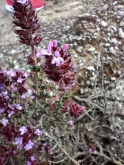 Thymus hyemalis