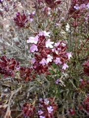 Thymus hyemalis