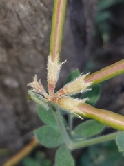Acmispon grandiflorus grandiflorus