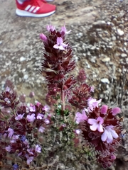 Thymus hyemalis
