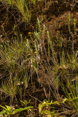 Helichrysum kraussii