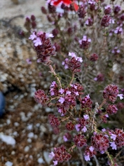 Thymus hyemalis