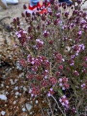 Thymus hyemalis