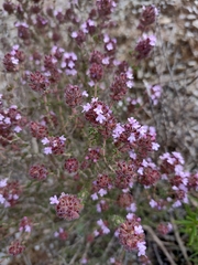 Thymus hyemalis