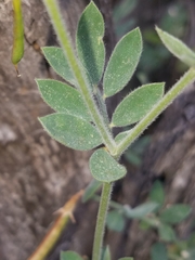 Acmispon grandiflorus grandiflorus