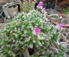 Trichodiadema densum