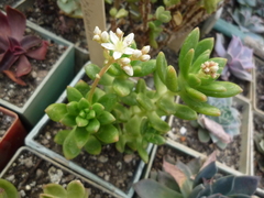 Sedum lucidum
