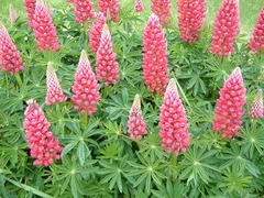 Lupinus × regalis
