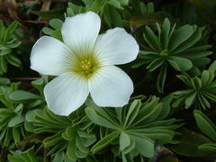 Oxalis enneaphylla