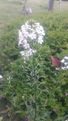 Lysimachia pentapetala