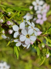 Coleonema pulchellum