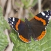 Vanessa atalanta atalanta - Photo (c) eduardmarques, μερικά δικαιώματα διατηρούνται (CC BY-NC), uploaded by eduardmarques