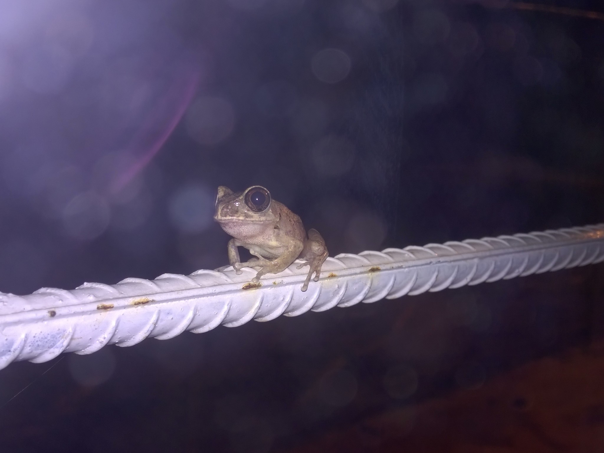 Leptopelis aubryi (Duméril, 1856)