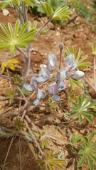 Lupinus palaestinus