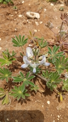 Lupinus palaestinus
