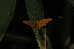 Eumelea rosalia