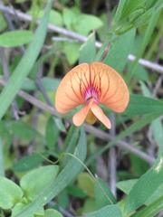 Lathyrus blepharicarpos
