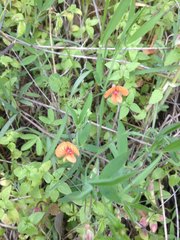 Lathyrus blepharicarpos