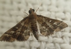 Nacoleia rhoeoalis