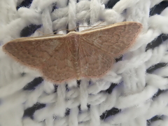 Idaea inversata