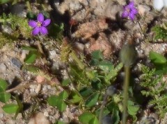 Spergularia purpurea