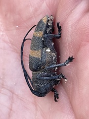 Pycnopsis brachyptera