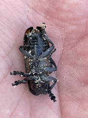 Pycnopsis brachyptera