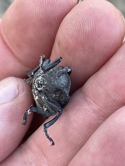 Pycnopsis brachyptera