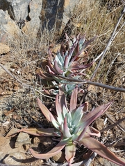 Dudleya virens insularis
