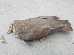 Turdus philomelos