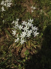 Ornithogalum narbonense