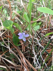 Viola labradorica